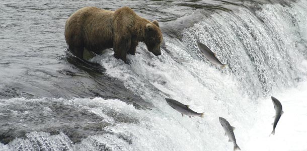 salmon-swimming-upstream